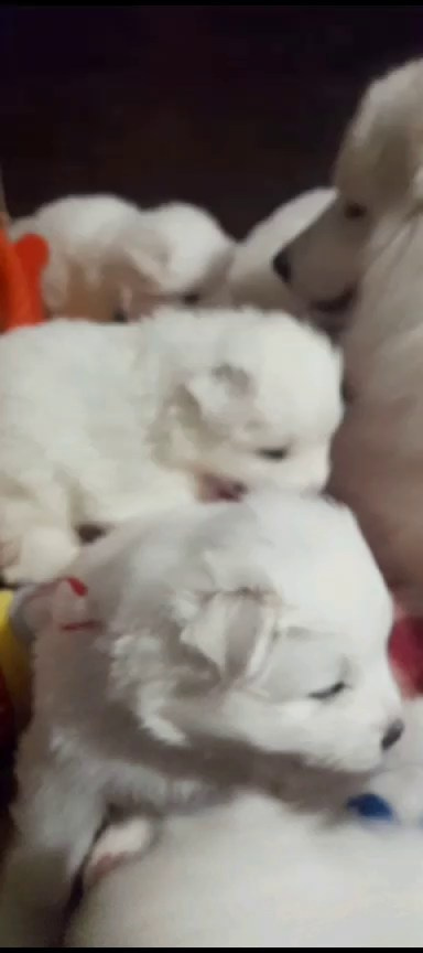 Помет «Р» 04.10.2023 д. р. Самоед Новосибирск