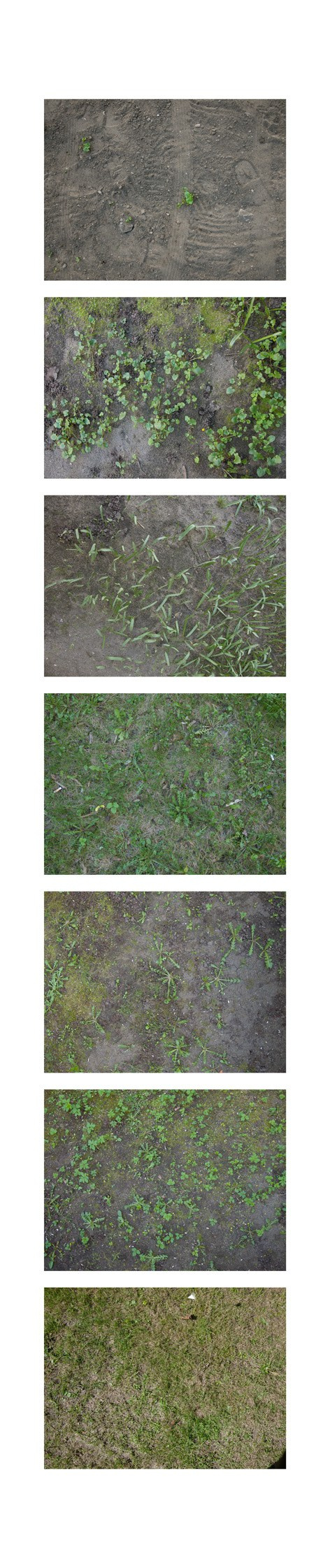 Seven of fifty-six grass samples from central Riga, taken on April 25th-26th. Locations, top to bottom:Nītaures/Tomsona, S-E | Tomsona, S | Tomsona, S | Nītaures/Tomsona, E | Tomsona, N | Nītaures, W | Krišjāņa Valdemāra/Sporta, N-W. Pigment print, 40x190 cm
