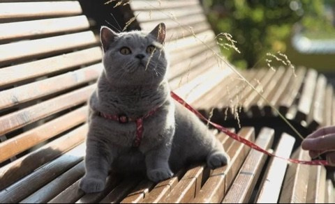 Enigma. Mauna Gastonia