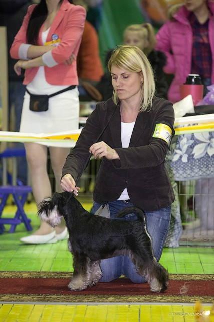 Питомник Делинсо Бэлэнс, щенки цвергшнауцера, купить щенка цвергшнауцера, питомник цвергшнауцеров, кобель цвергшнауцера для вязки, щенок цвергшнауцера, питомник цвергшнауцеров, черный с серебром, цверг, лучший питомник в беларуси, питомник цвергшнауцеров минск