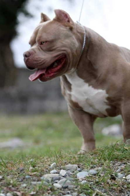 Продажа щенков американских булли в Краснодаре 