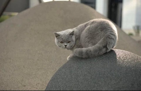 Enigma. Mauna Gastonia