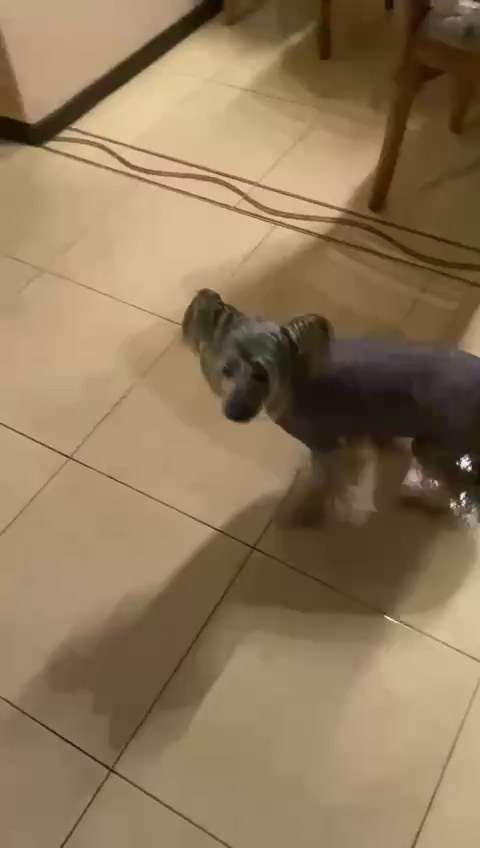 Нерону (Zlato Dinastii Neron) — 14 лет. Поздравляем тебя, наш знаменитый папа!. Питомник китайских хохлатых собак Poale Ell: купить щенка