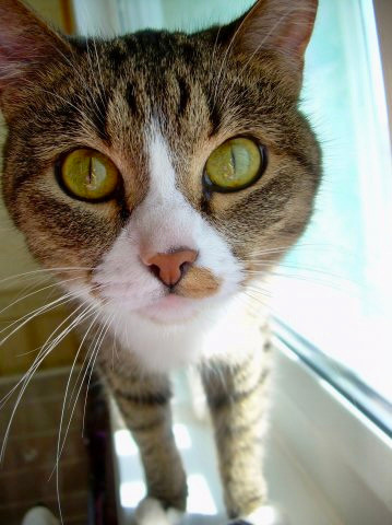 Животные. Художественная фотография