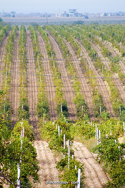 Винзавод Качинский +. Свадебный фотограф, фотосъемка в Крыму, Севастополе, Симферополе, Ялте