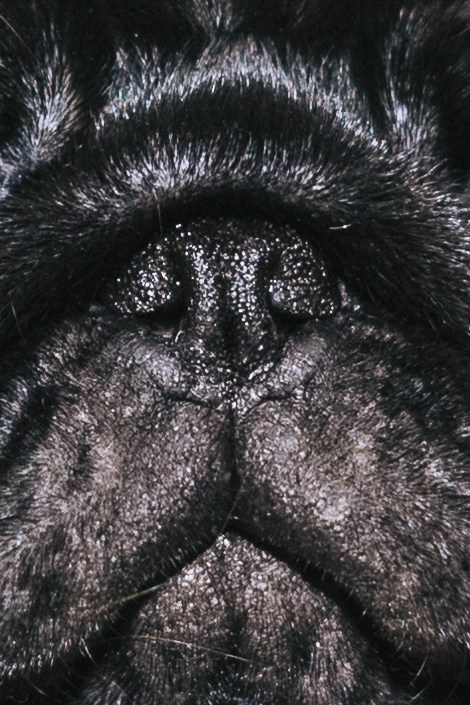 Домашняя фотосессия Оли и двух ее мопсов. Фотограф-анималист Татьяна Степанова