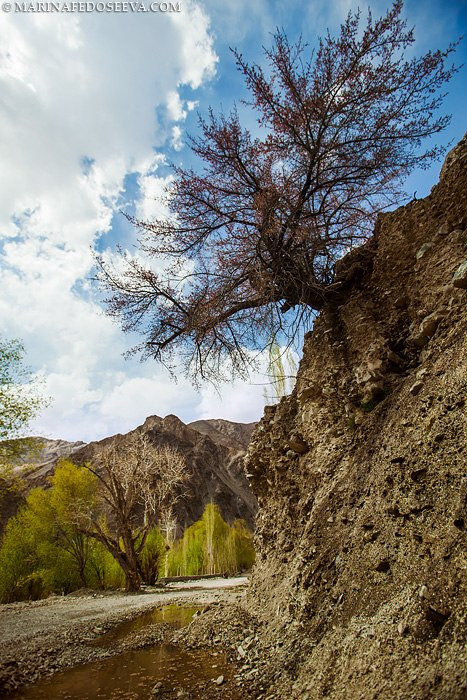 Tibet, Ladakh, Leh, 2012. Marina Kanygina (Fedoseeva) photography