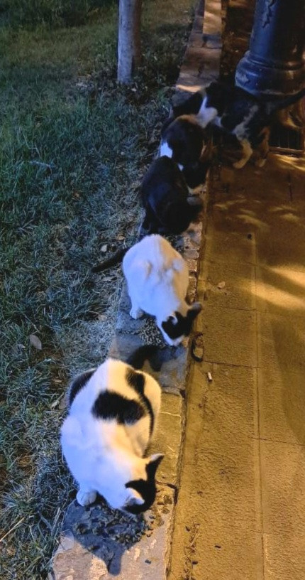 Вечером зашли в магазин, прикупили корма и устроили пир для местных котов