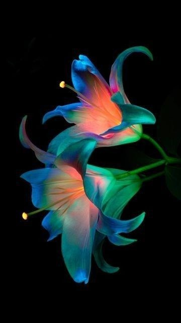 Светящиеся цветы | SVЕТЫ