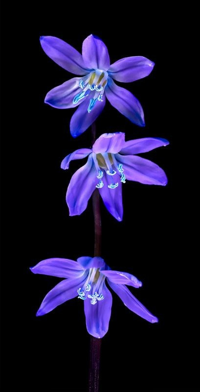 Светящиеся цветы | SVЕТЫ