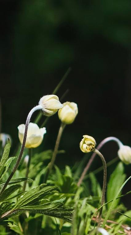 Фото для интерьера. Danna Dark. Фотограф | Красноярск