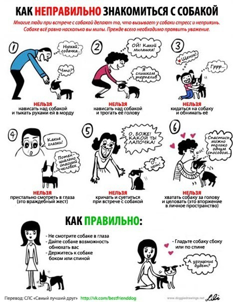 Лекция об «Ответственном отношении к животным» для студентов. НРОО КЦ "Собаковод"