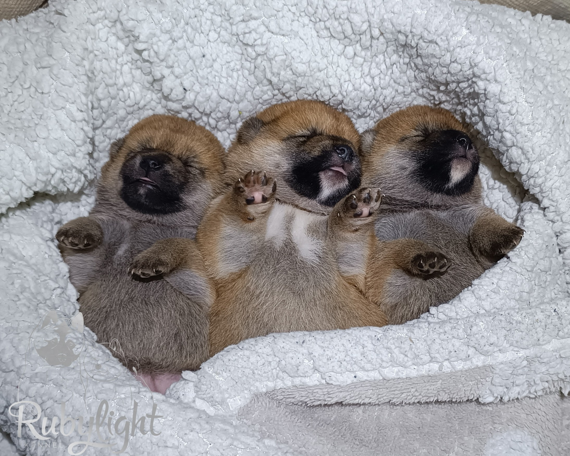 AMERICAN AKITA RUBYLIGHT KENNEL I SHIBA-INU