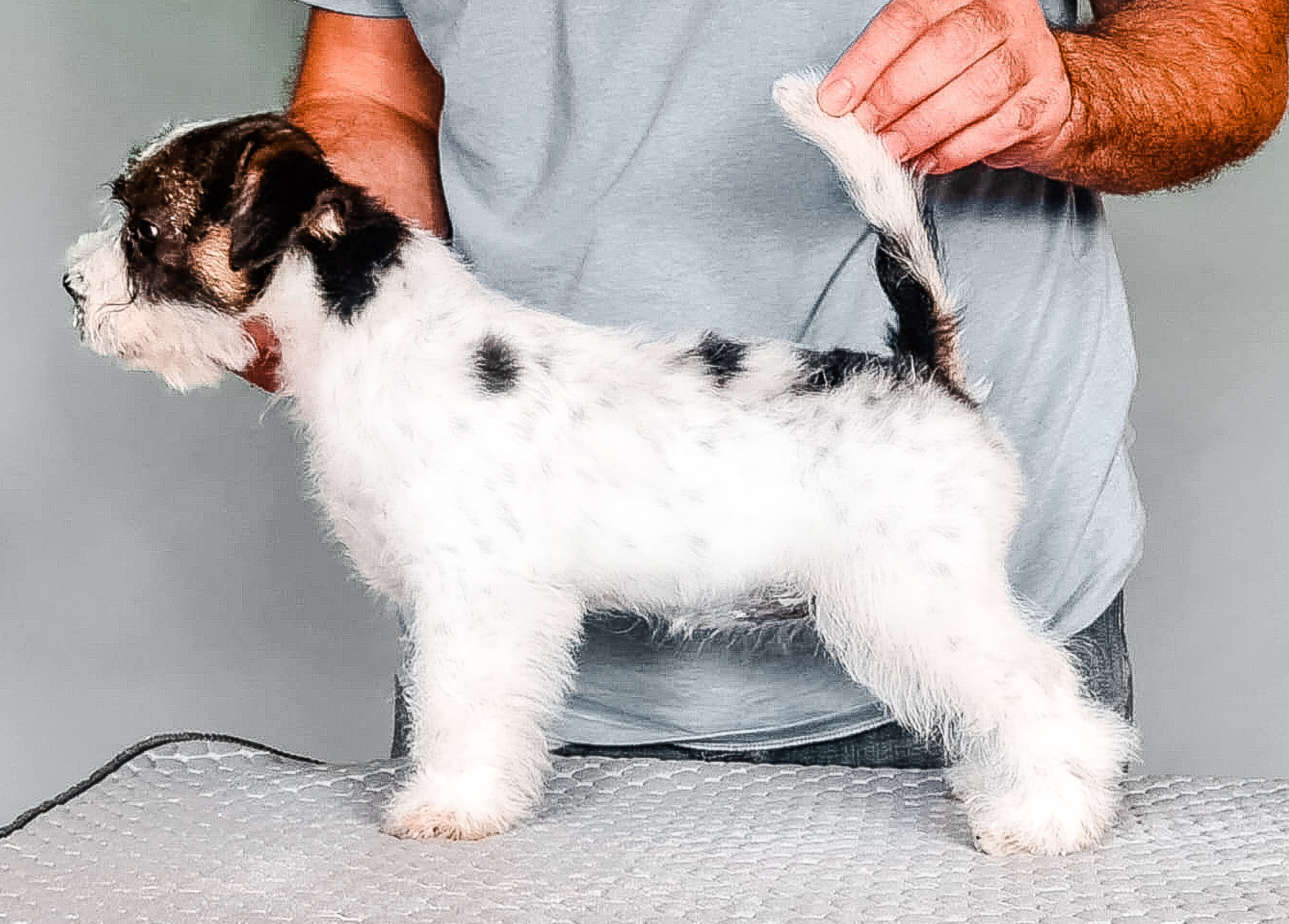 Страница помета жесткошерстных щенков джек рассел терьера. КАНЕ МАЭСТРО — питомник Джек рассел терьеров