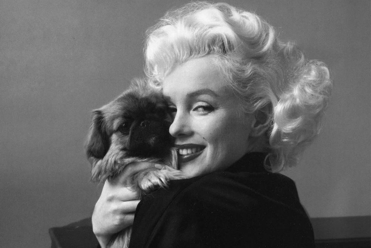 Мерлин Монро. Фотограф анималист в Санкт-Петербурге Таша Крейв