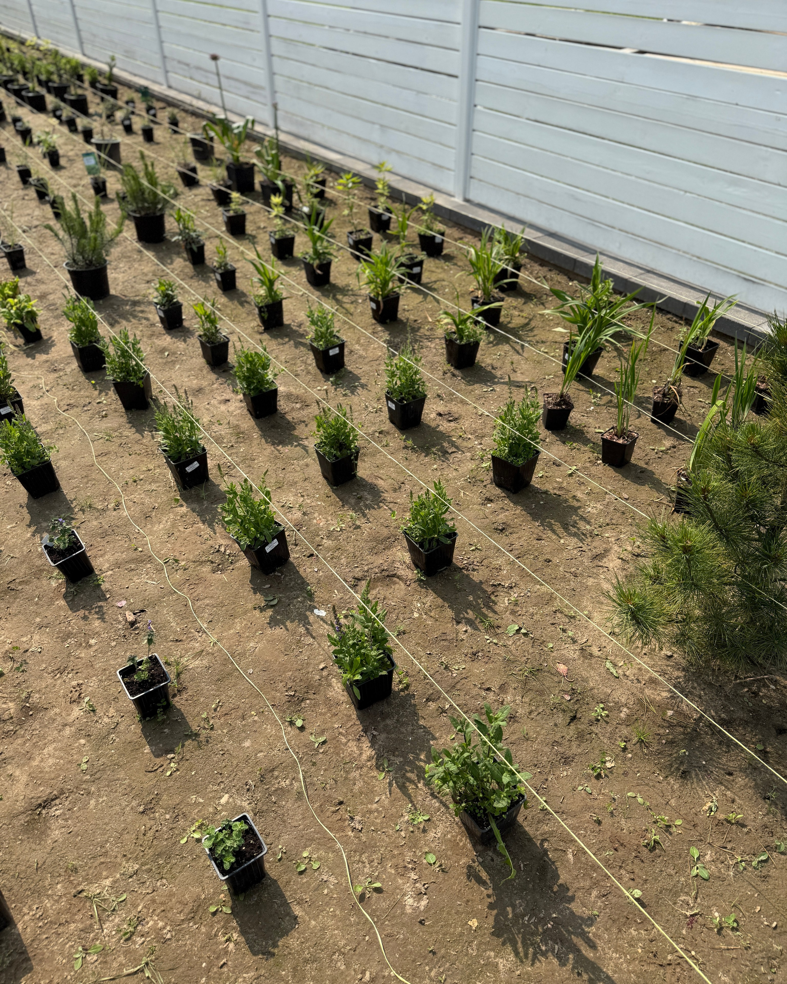 Создание цветника. LA. Ландшафтный дизайн в Минске и Гродно