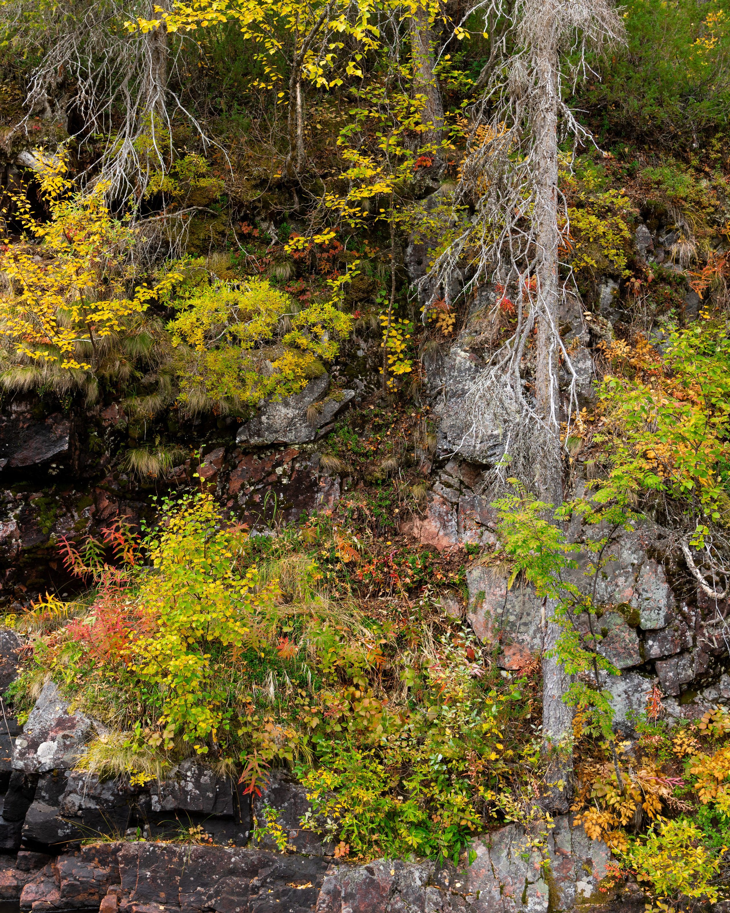 Not a double. Northern Nights