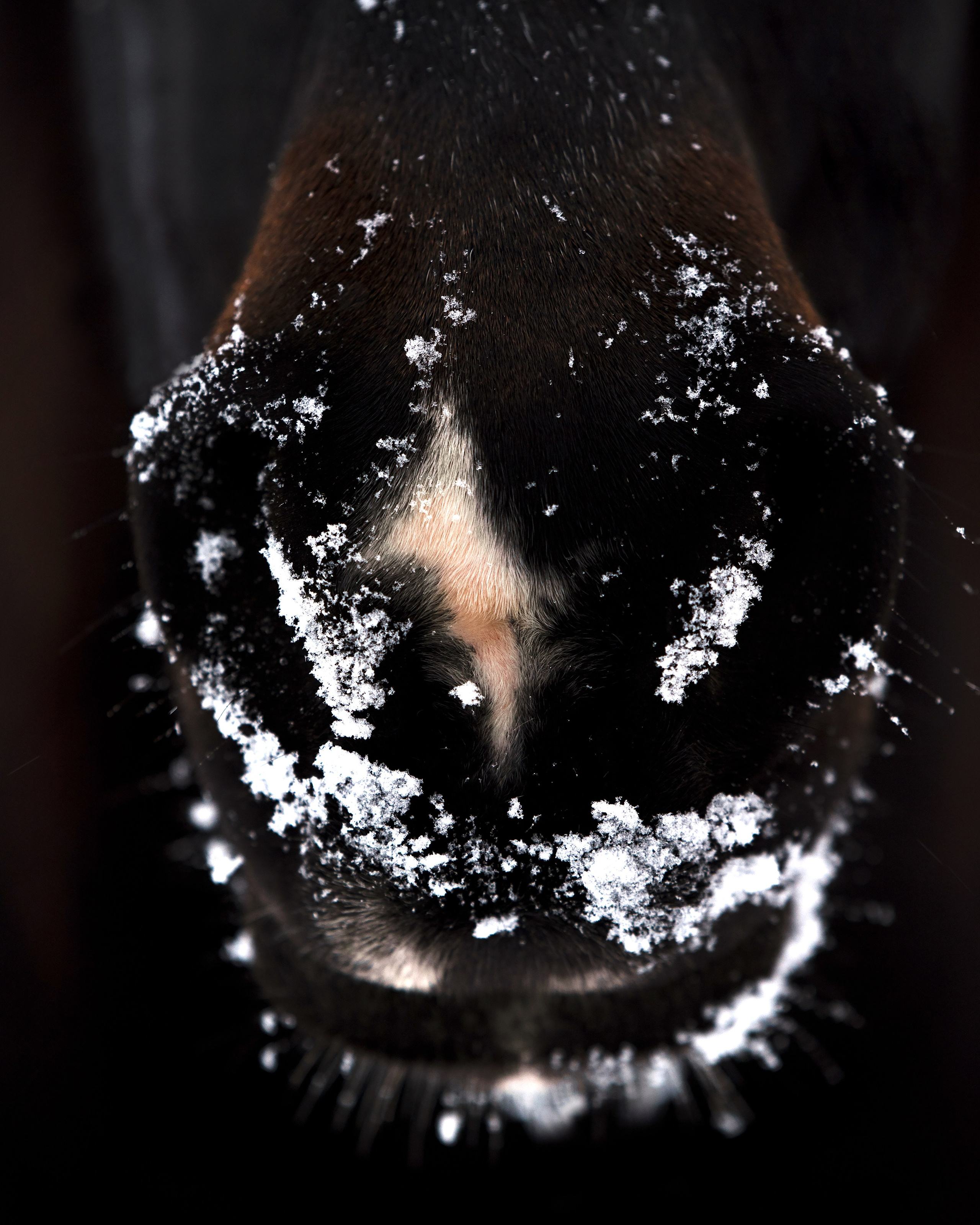 фото для интерьера, отпечаток, авторская фотография, купить отпечаток, купить фотографию, фото лошадей, фото лошади, красивые лошади, принт, цифровой отпечаток