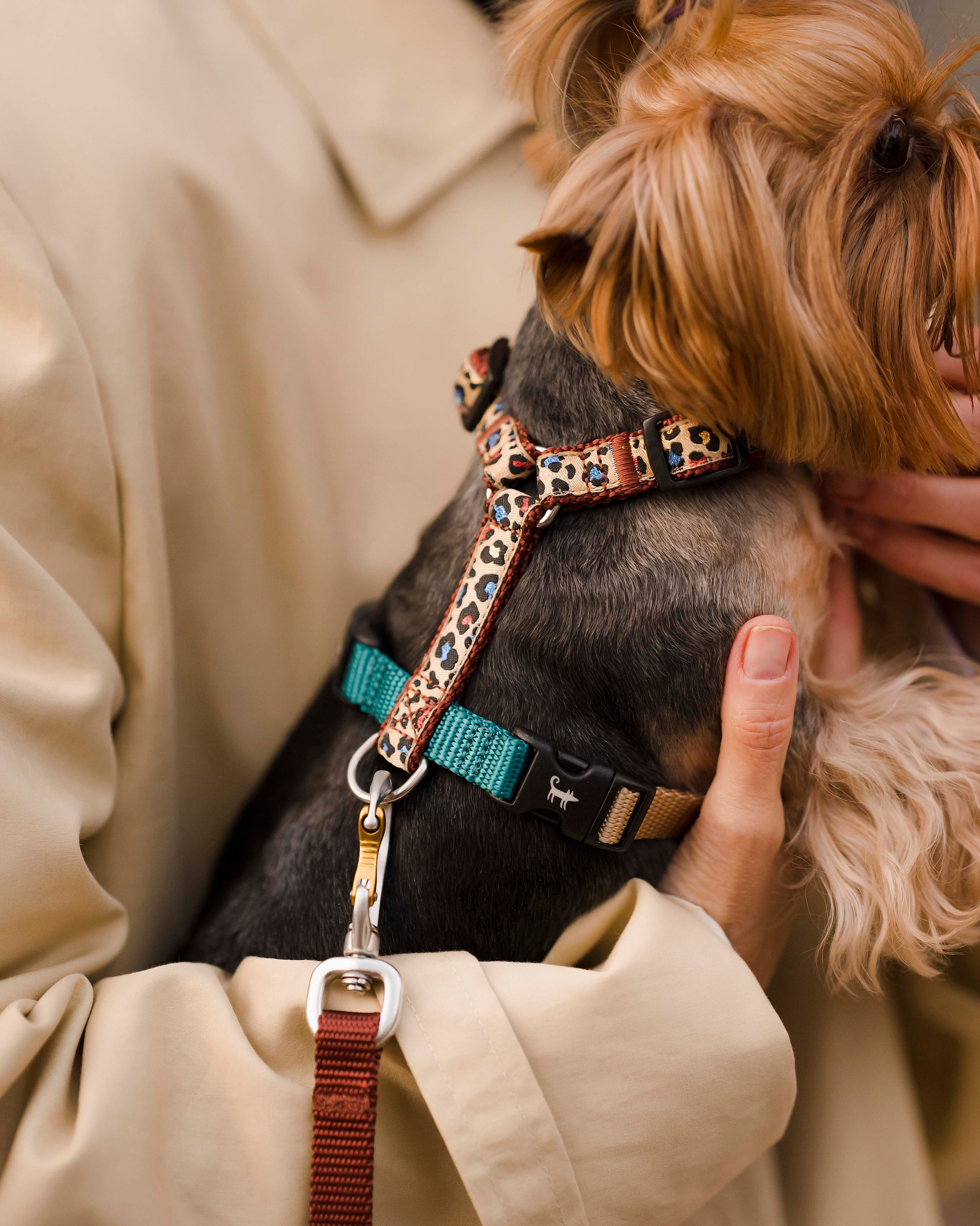 Заказать съемку. Фотограф- анималист Александра Матвеева