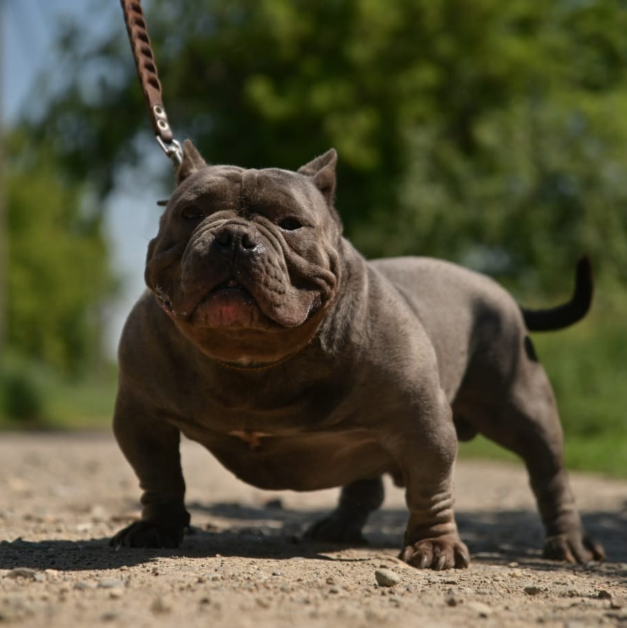 Питомник собак Иркутск