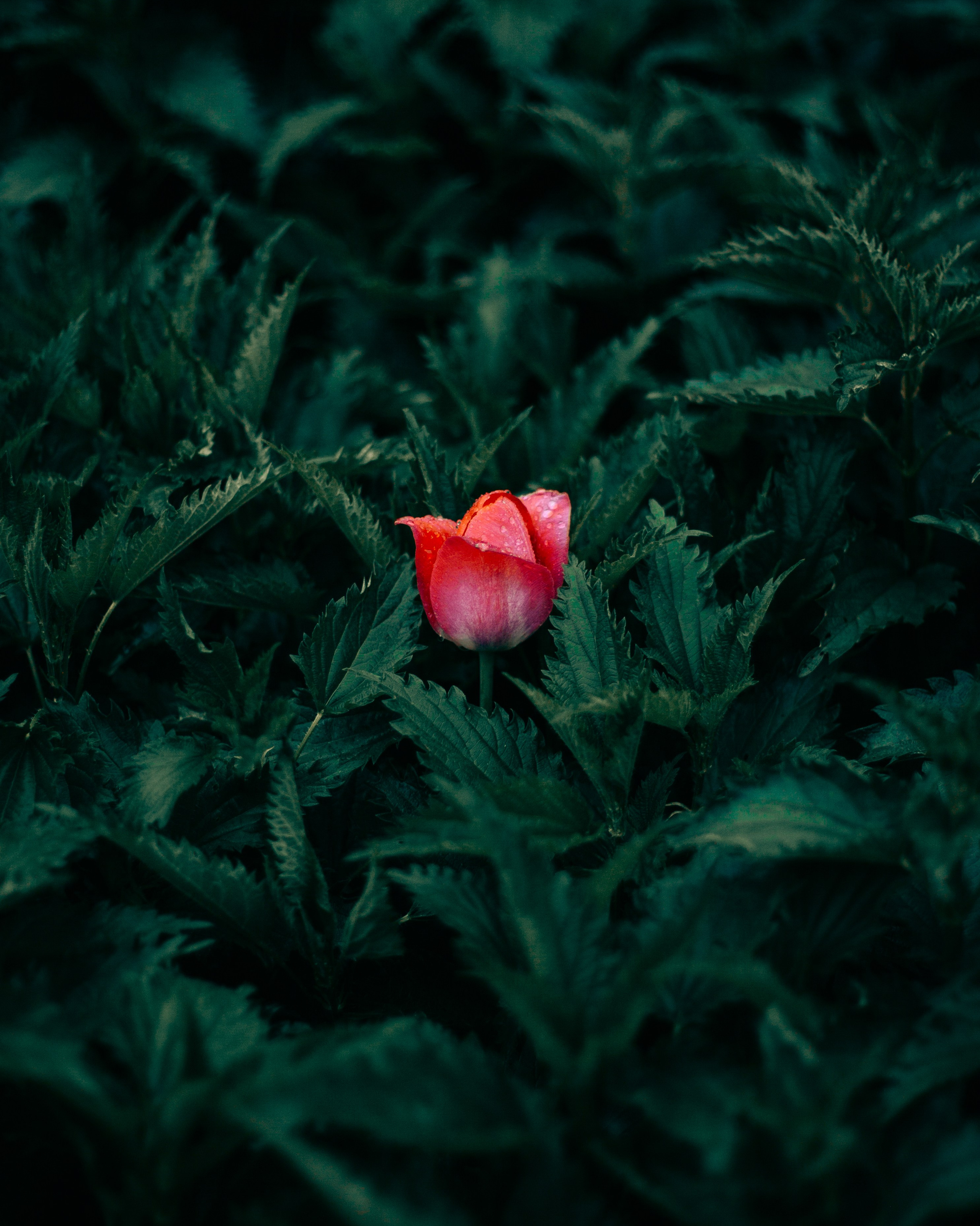 Открытки. Ostryakov Daniil Photographer