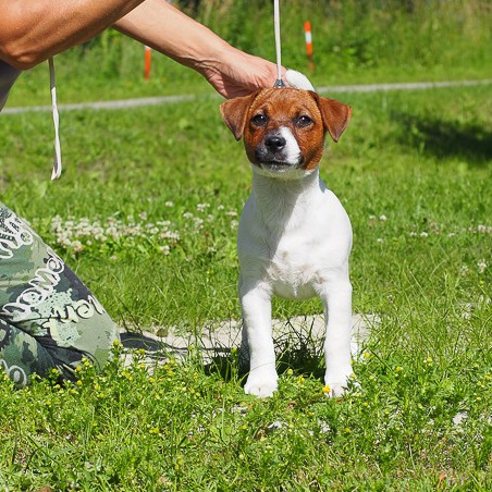 LITTER «F» 04/03/2024. CANE MAESTRO — kennel Jack Russell Terrier