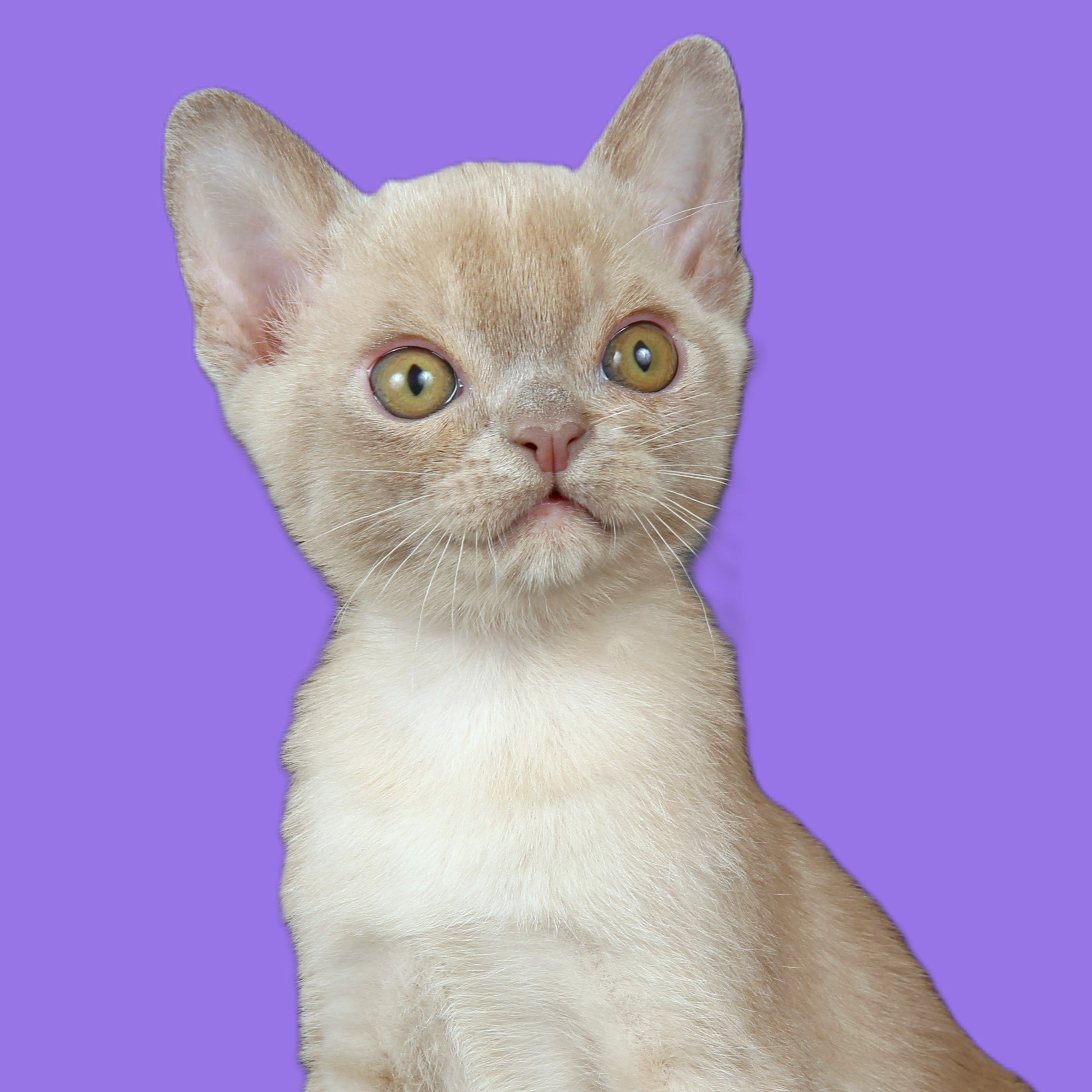 Котёнок американской бурмы. Las Burmas — питомник американской бурмы традиционных линий