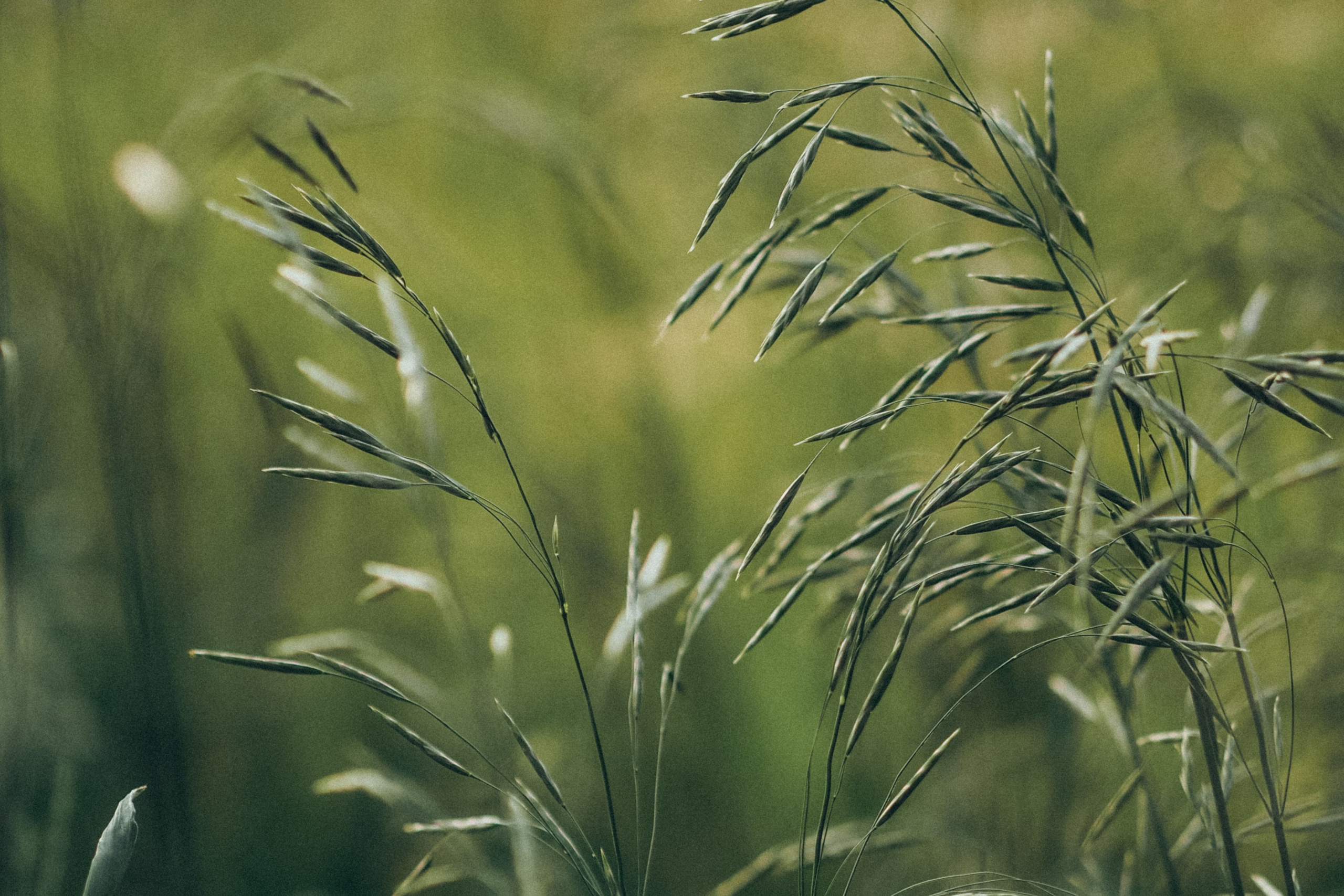 Услуги. Семейный и портретный фотограф в Москве Алёна Дубревская