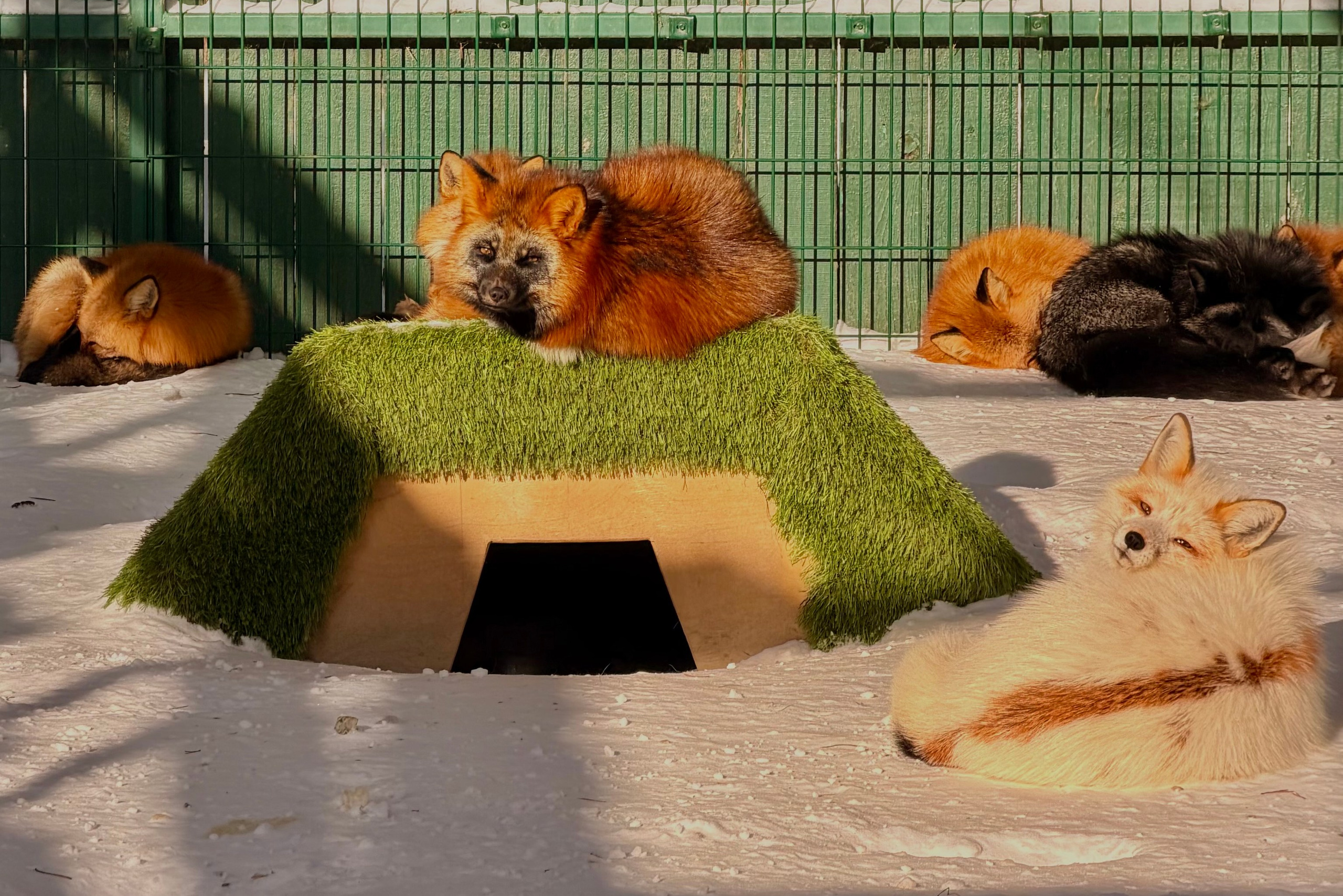 НАШИ МАЛЫШИ. Lesnaya bratva