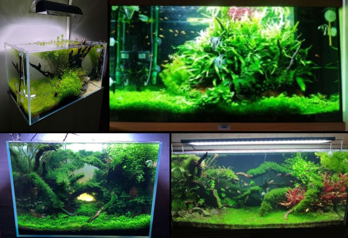 Цены и услуги. Аквариумист Максим Ерёмин. Aqua Maxim