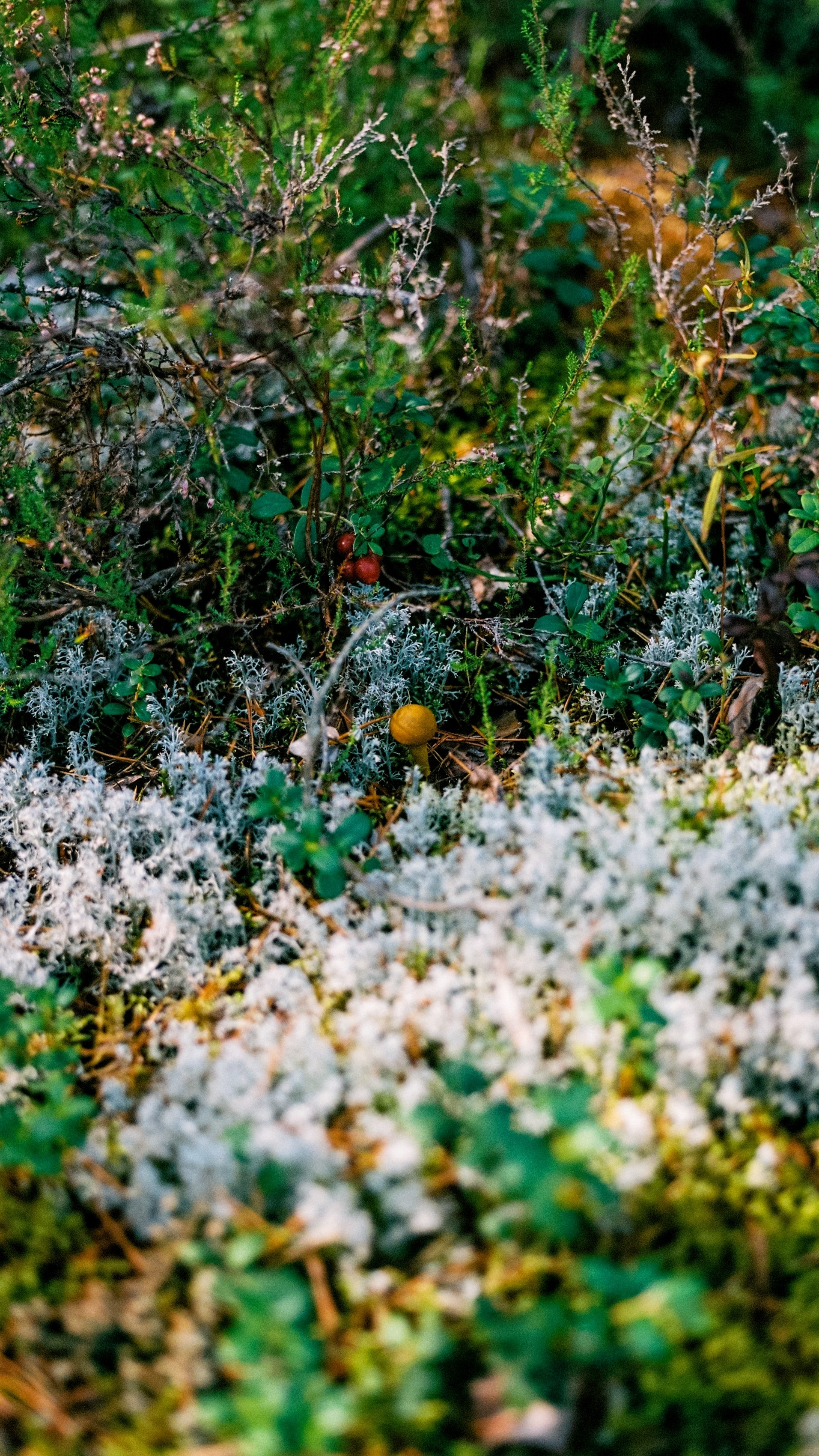 Карелия 2024. Стилист и плёночный фотограф Анастасия Шлокова в Санкт-Петербурге и Москве