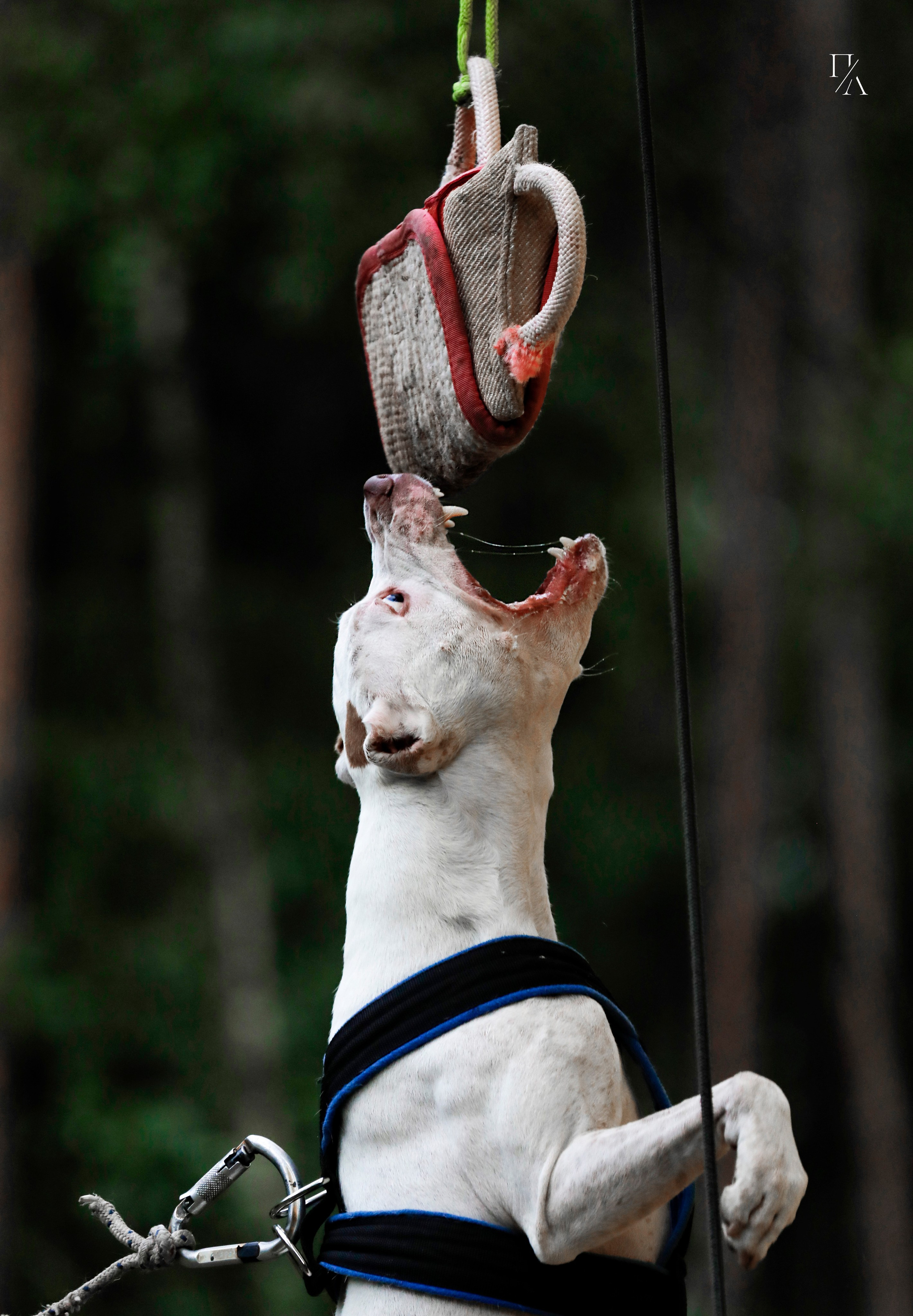 Услуги. Фотограф-анималист Павлова Любовь
