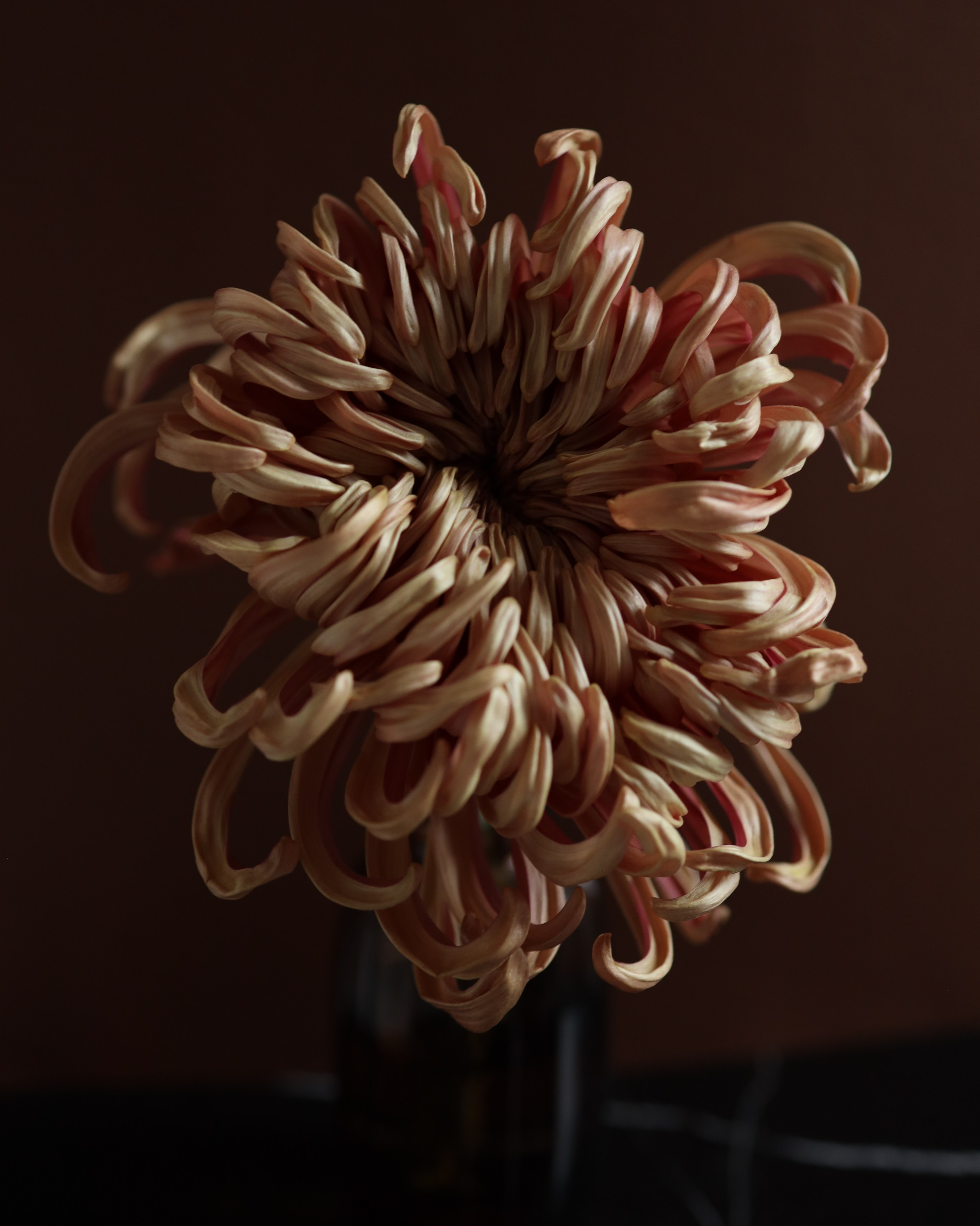 Услуги. TASIA_ZHUKOVA Photographer Moscow / Фотограф Москва