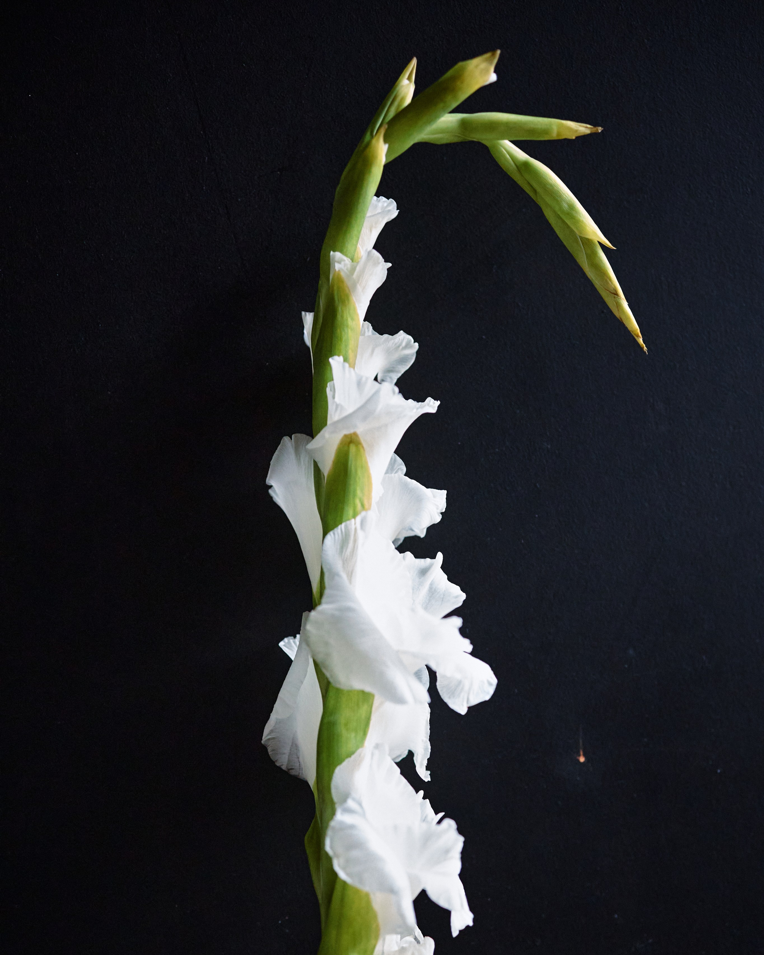 Услуги. TASIA_ZHUKOVA Photographer Moscow / Фотограф Москва