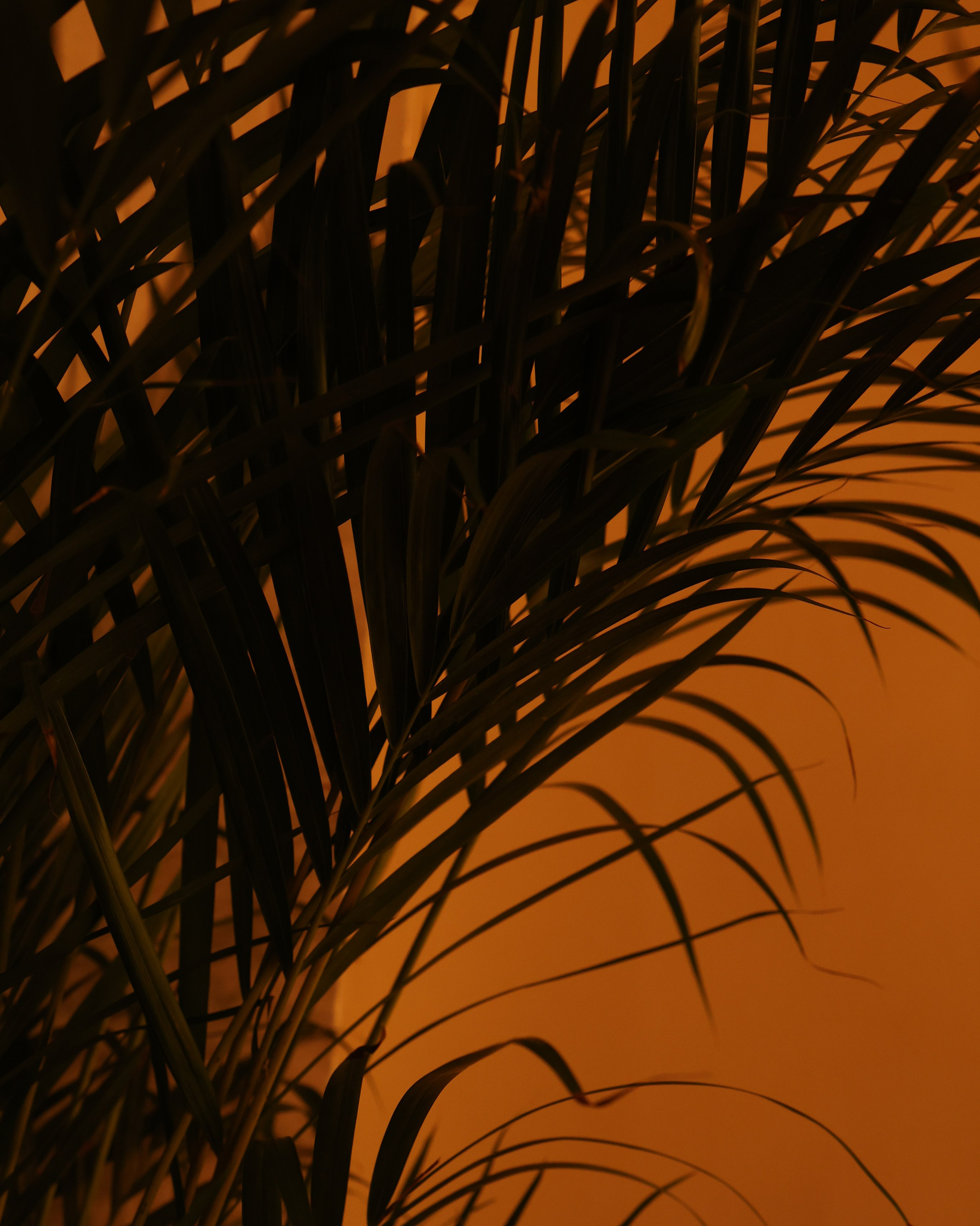 Услуги. TASIA_ZHUKOVA Photographer Moscow / Фотограф Москва