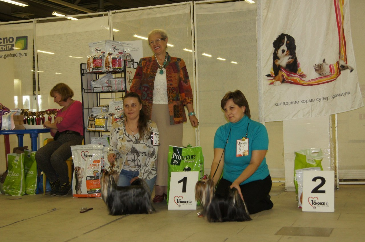 Xcalibr Stribrne Prani. Питомник Йоркширских терьеров Дэнстайл в Санкт-Петербурге заводчик Тих