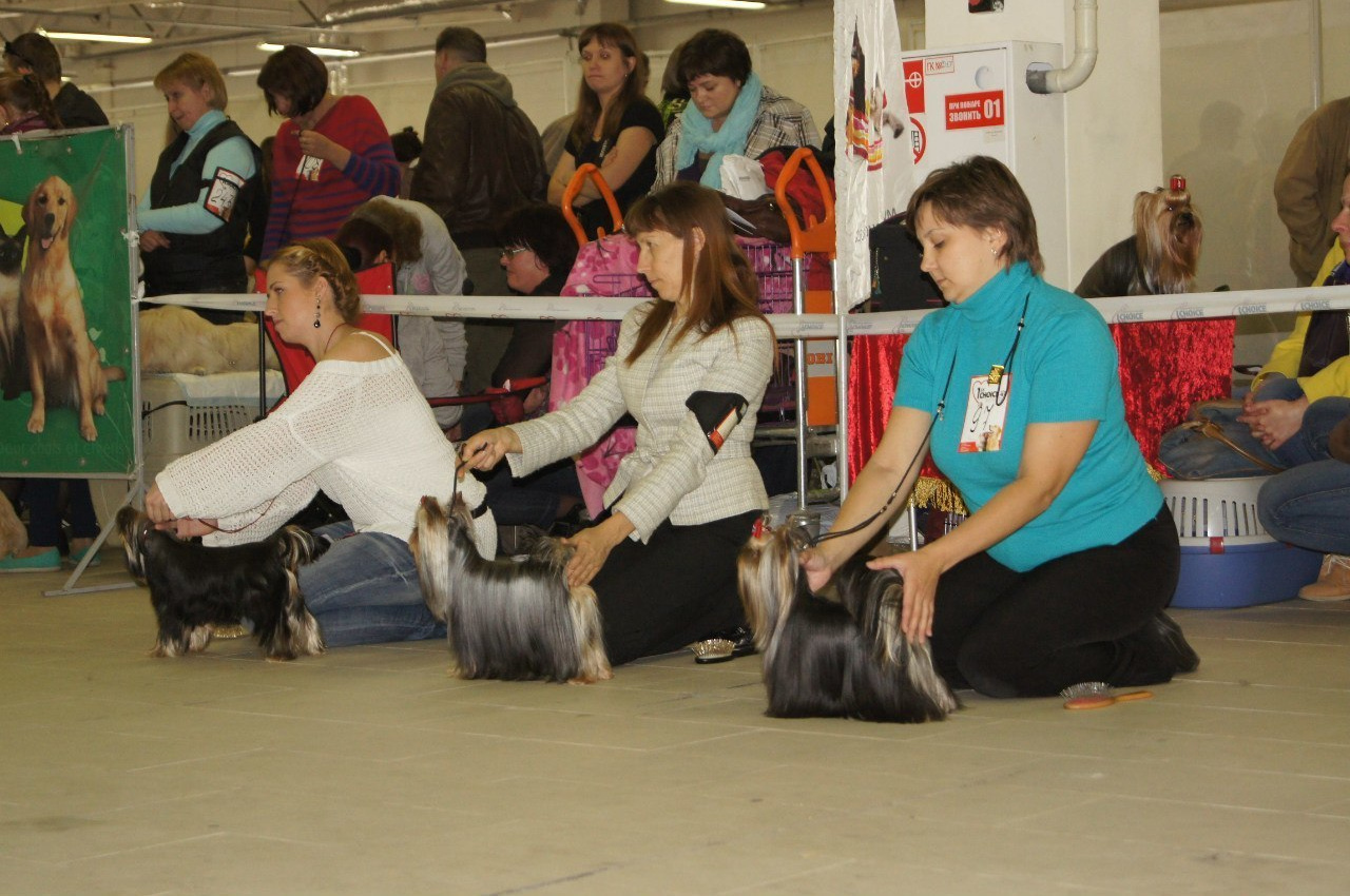 Xcalibr Stribrne Prani. Питомник Йоркширских терьеров Дэнстайл в Санкт-Петербурге заводчик Тих