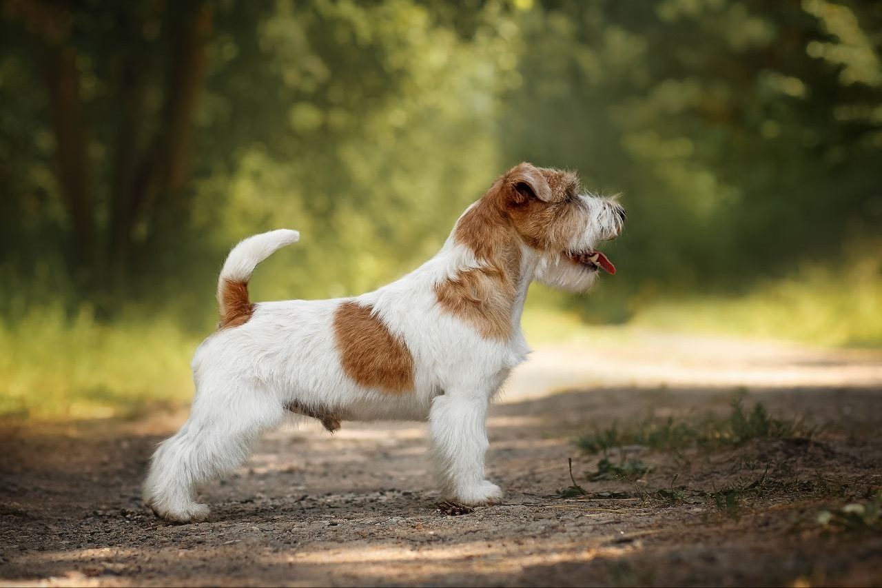 LITTER «Е» 03.12.2025. Lovely Orange kennel Jack Russell Terrier FCI/RKF