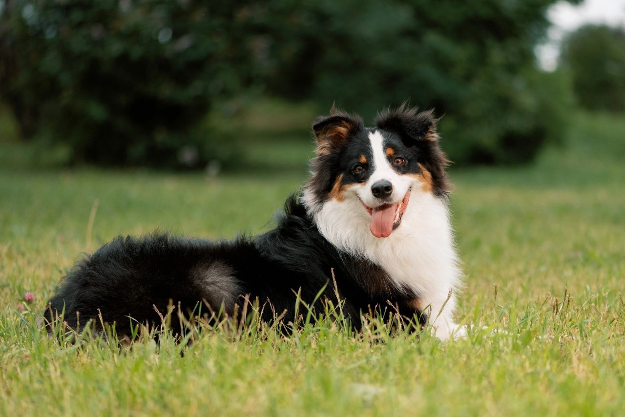 Д-помёт. BLGKV питомник собак