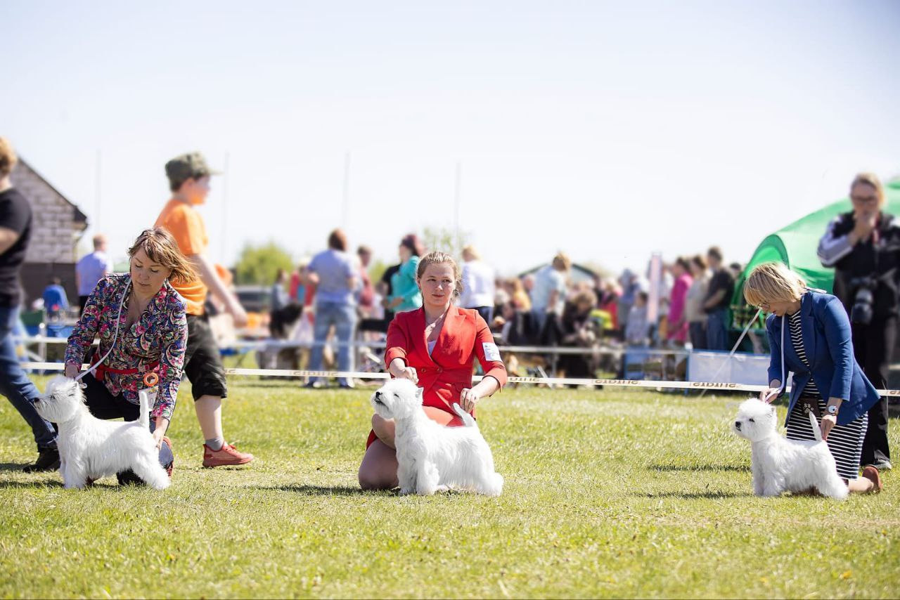 Новости питомника собак. Питомник собак породы вест хайленд вайт терьер в Москве