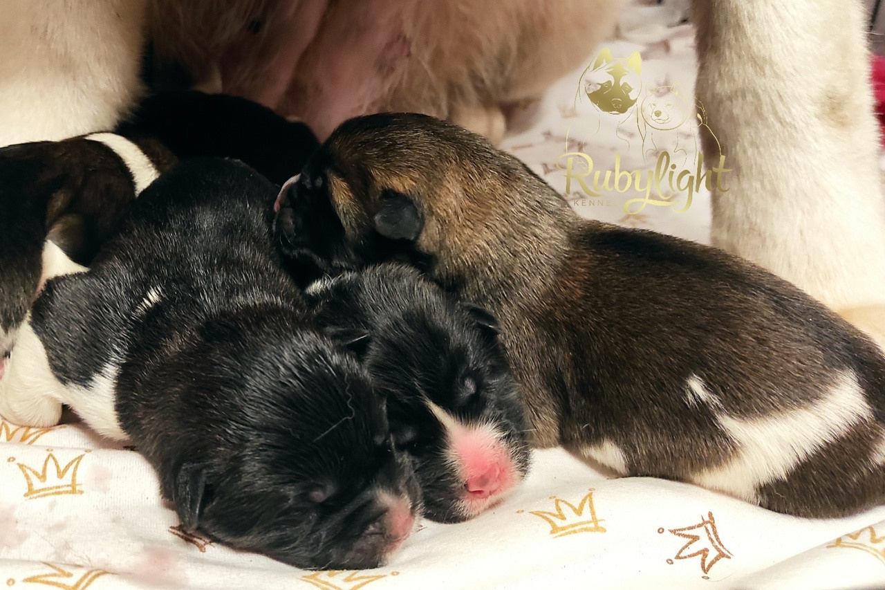 ПОМЕТЫ американских акит. AMERICAN AKITA RUBYLIGHT KENNEL I SHIBA-INU