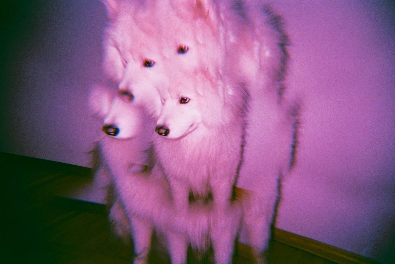 Contacts. Tatiana Darina — film photographer in St. Petersburg