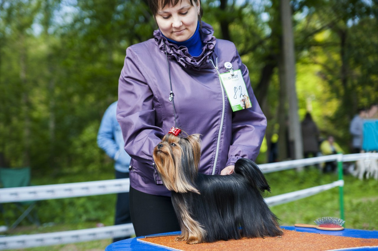 Дэнстайл Алиса. Питомник Йоркширских терьеров Дэнстайл в Санкт-Петербурге заводчик Тих