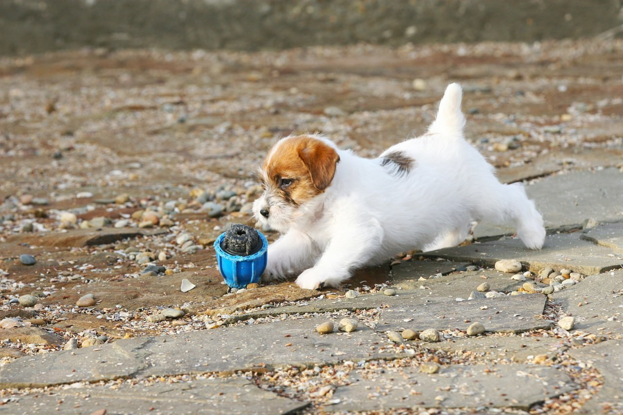 LITTER «С» 07.11.2025. Lovely Orange kennel Jack Russell Terrier FCI/RKF