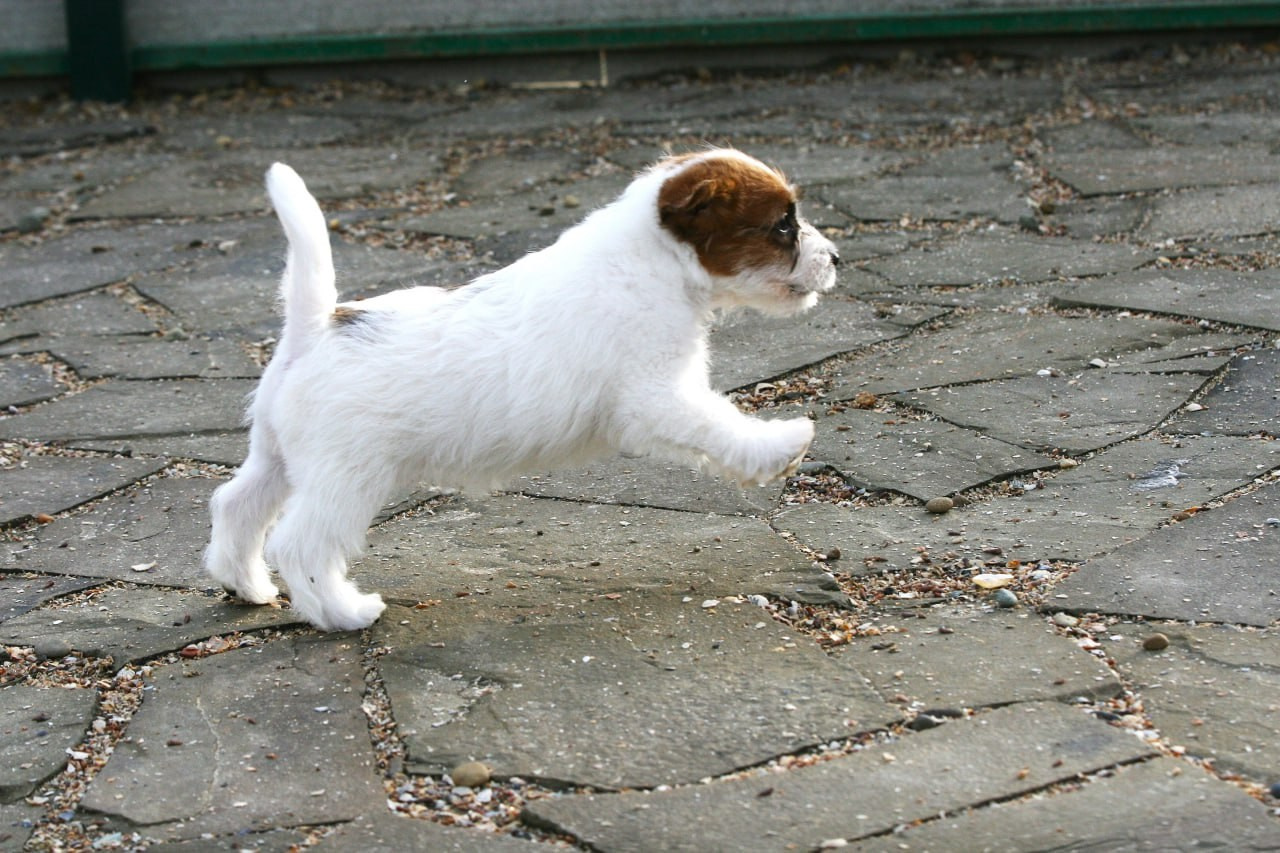 LITTER «С» 07.11.2025. Lovely Orange kennel Jack Russell Terrier FCI/RKF
