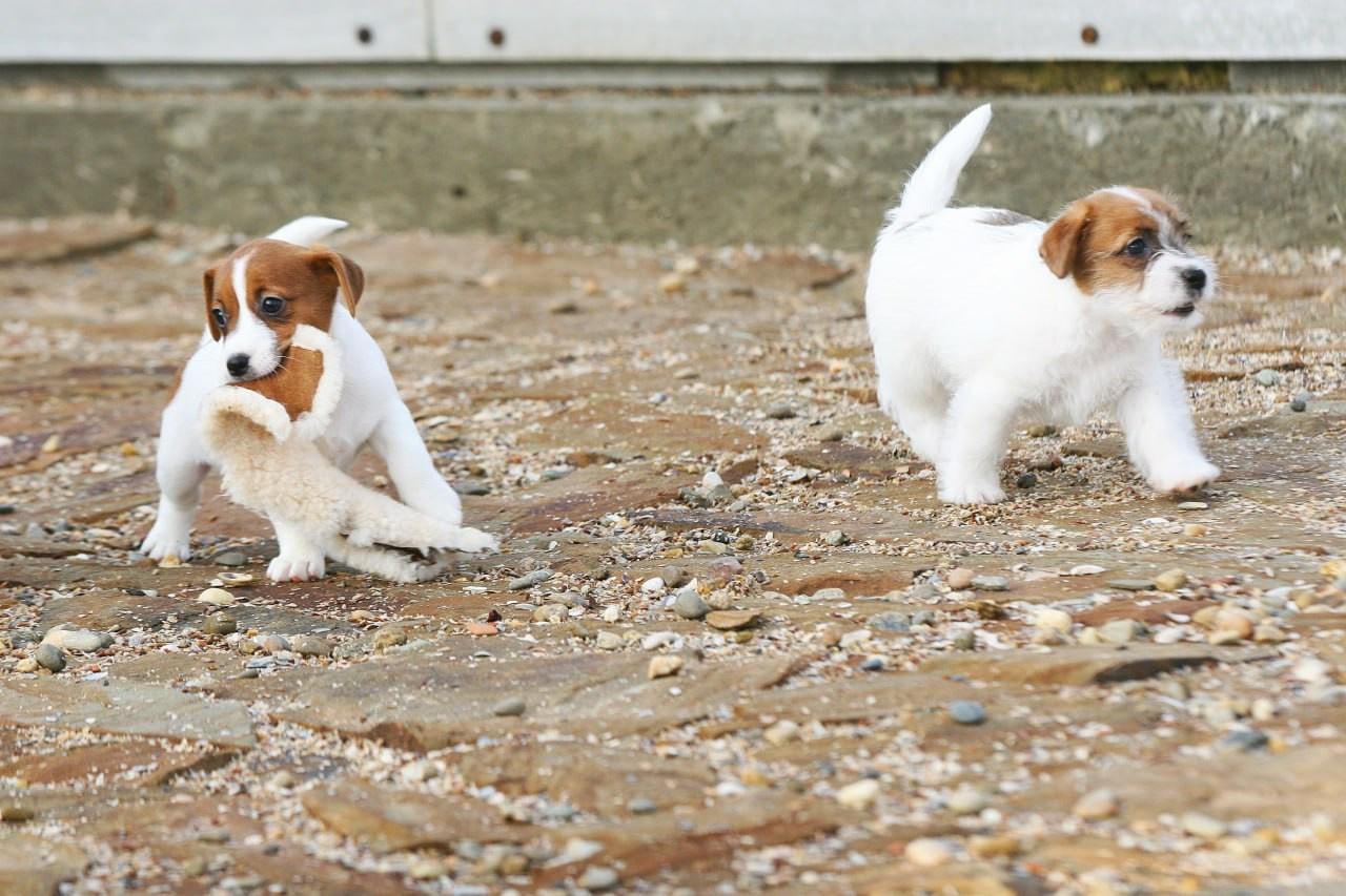 LITTER «С» 07.11.2025. Lovely Orange kennel Jack Russell Terrier FCI/RKF