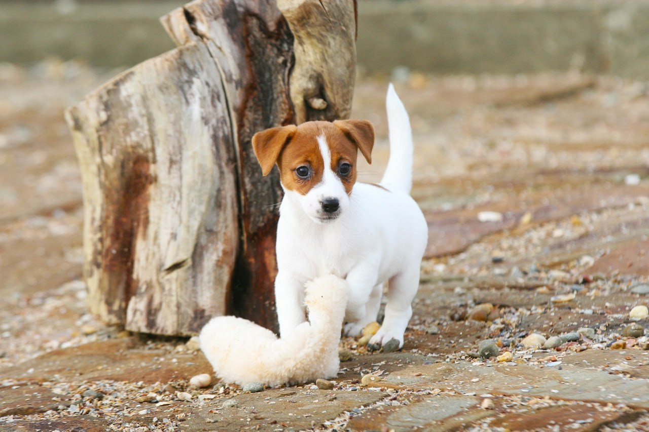 LITTER «D» 11.11.2025. Lovely-Orange питомник джек рассел терьеров