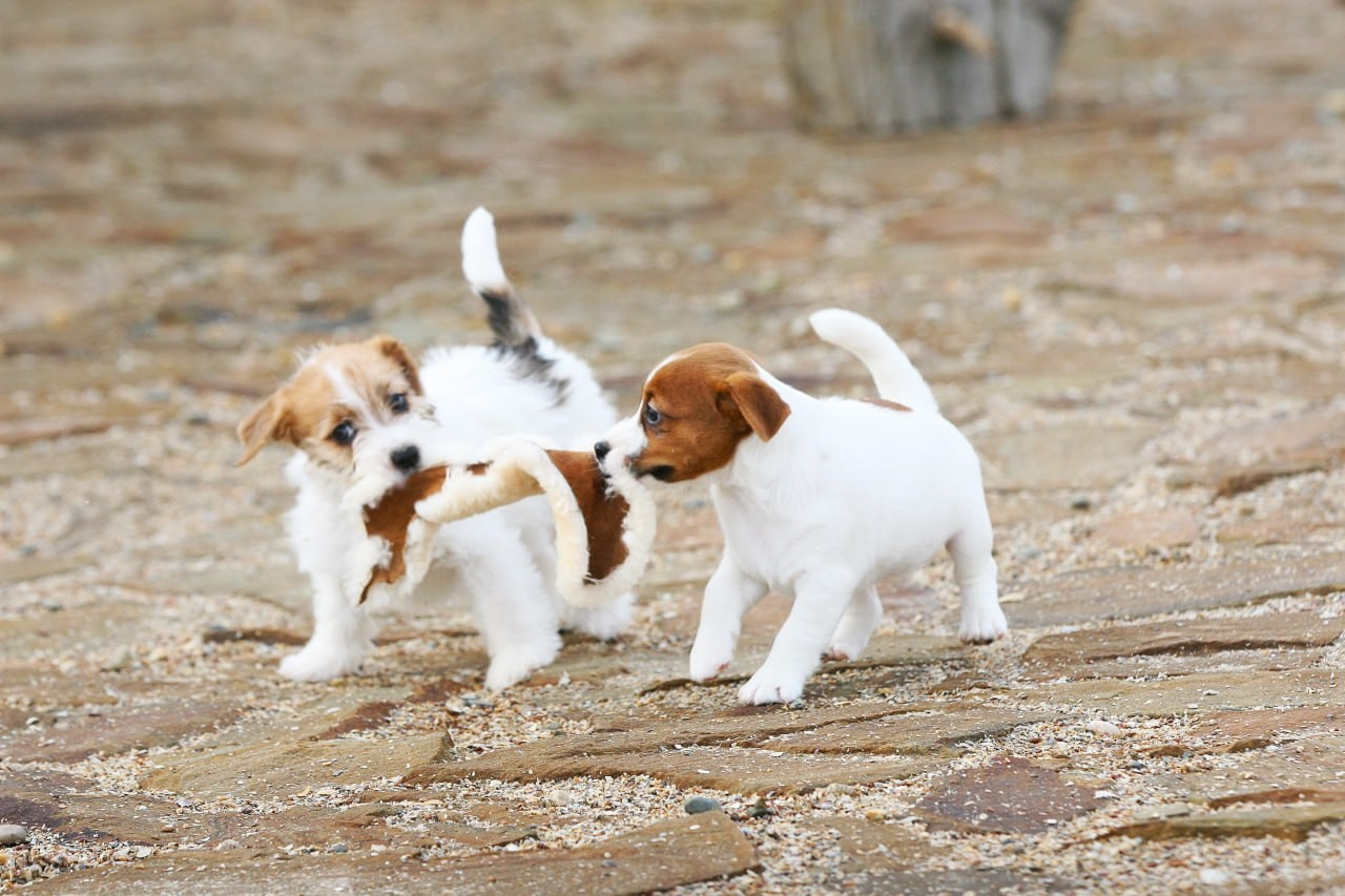 LITTER «С» 07.11.2025. Lovely Orange kennel Jack Russell Terrier FCI/RKF