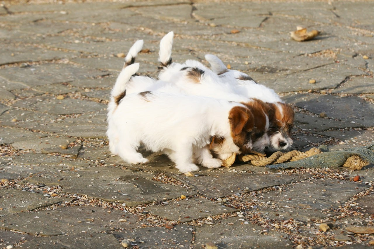 LITTER «С» 07.11.2025. Lovely Orange kennel Jack Russell Terrier FCI/RKF