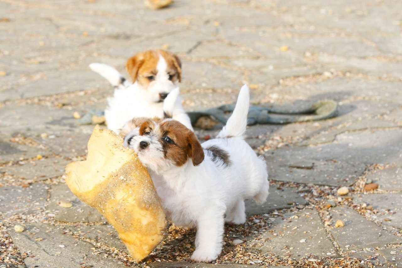 LITTER «С» 07.11.2025. Lovely Orange kennel Jack Russell Terrier FCI/RKF